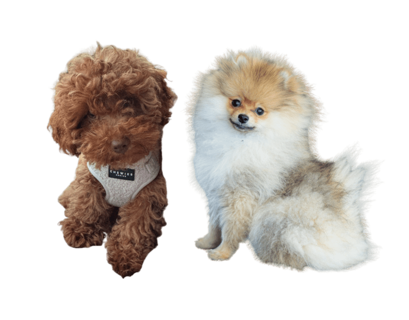 links Rocky en rechts Rudi